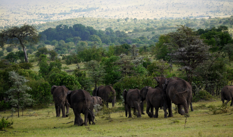 Cottars 1920- Masai Mara Elefanten