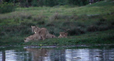Lwen im Okavango
