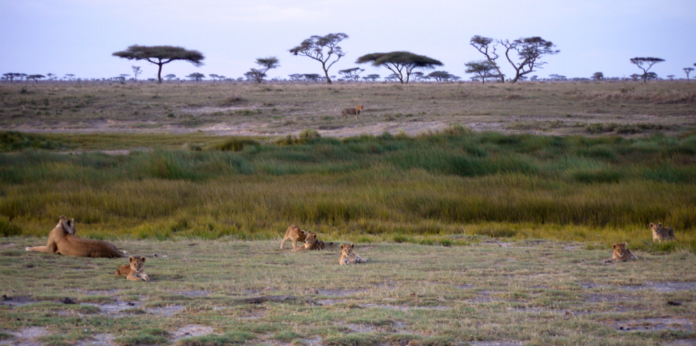 Namiri Plains Serengeti Lwen