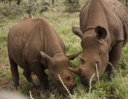 rhinos-in-lewa Safari in Kenia