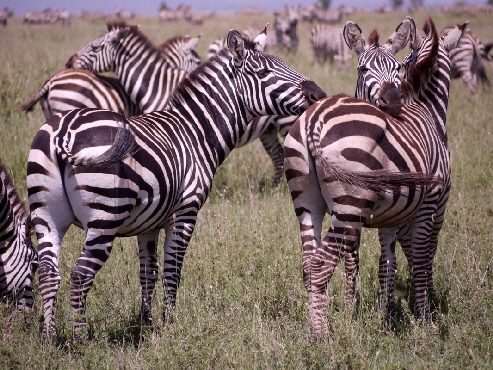 safaris-serengeti-lemalacamp_0003