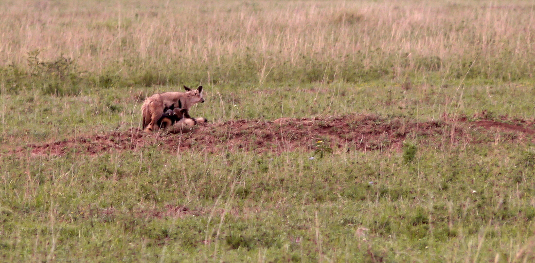 Lffelhunde, Serengeti 