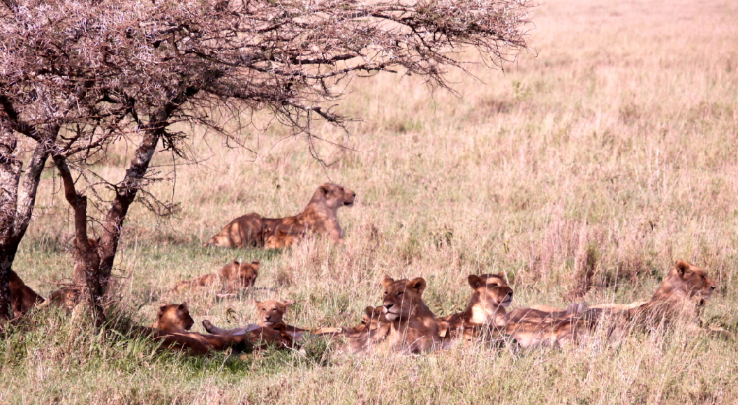 Lwenrudel Serengeti Seronera