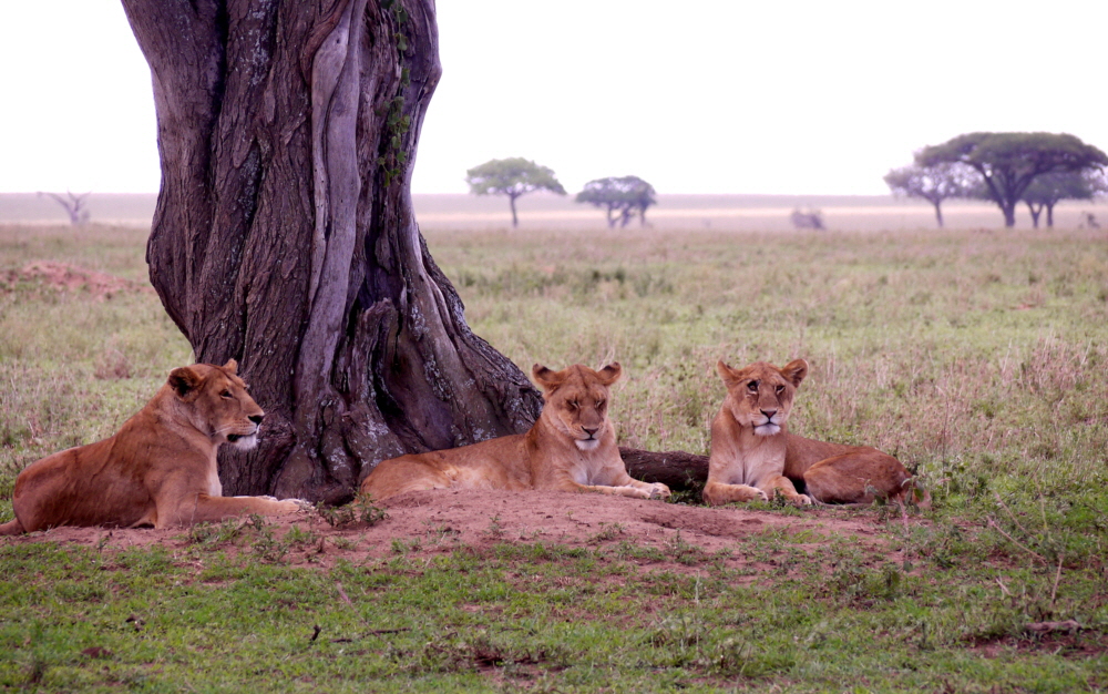 Lwen in der Serengeti  Seronera