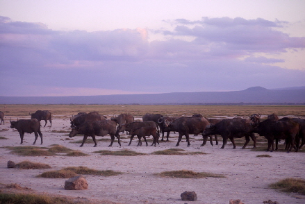 AMBOSELI-P1330861_1