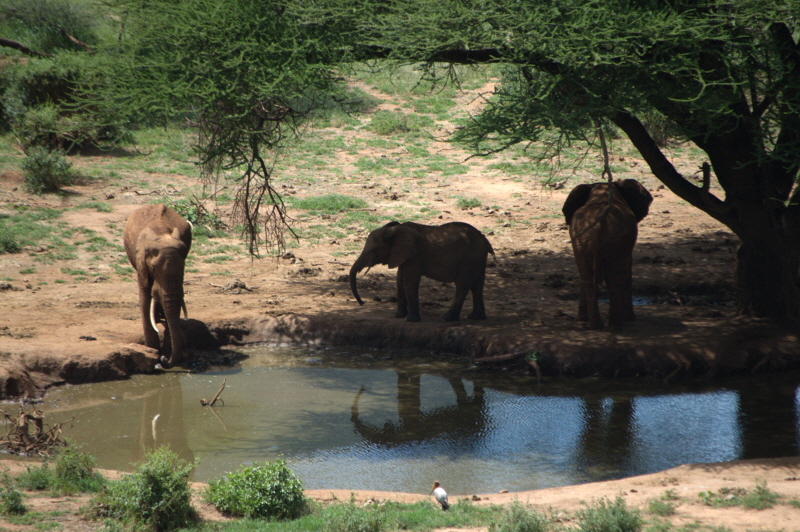 Il Ngwesi Wasserloch