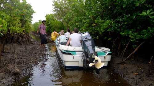 Insel Lamu Mangroven