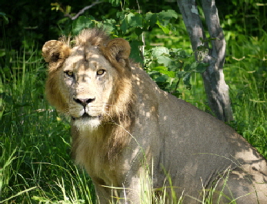 Ruaha Safari Camp Tansania