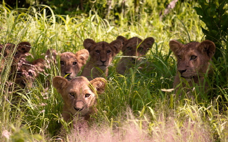 Ruaha Safari Lwenkinder