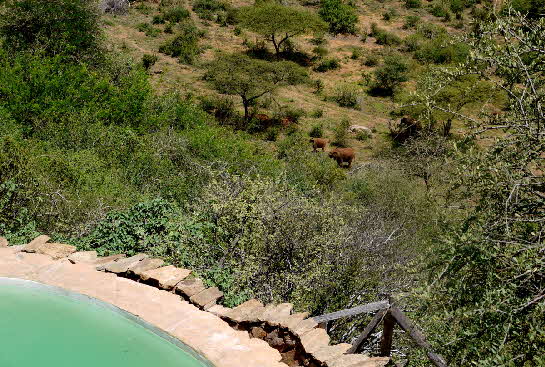 Tassia-kenia-safarilodge