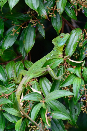 costa-rica-reiseberichte_0004