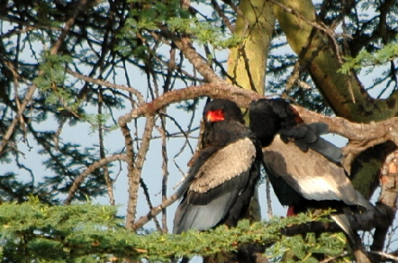 bateleur Safari kenia