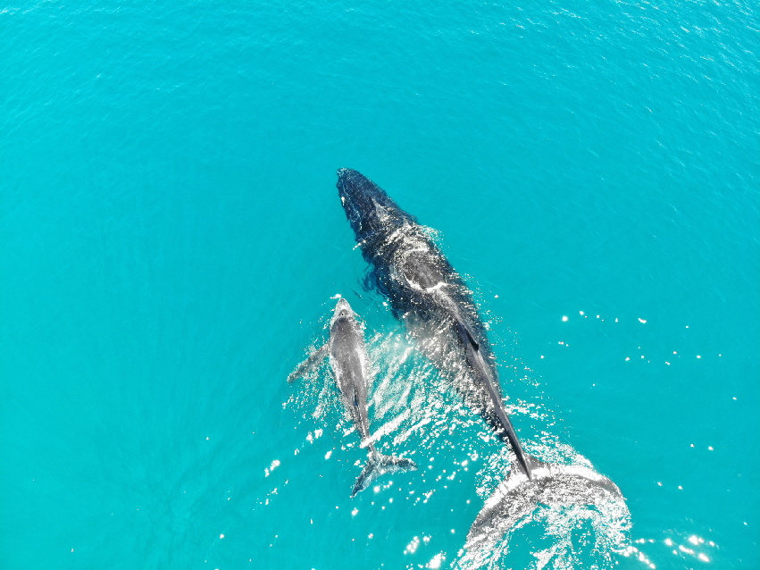 buckelwale- Madagaskar -Princesse Bora buckelwale- Madagaskar -Princesse Bora