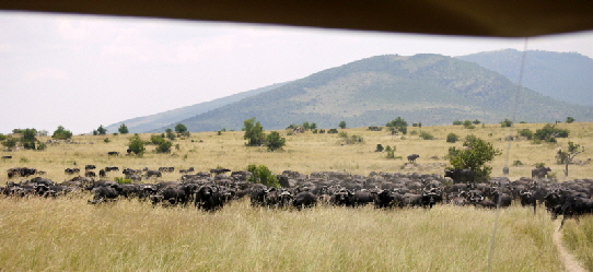 Bffel, Enkewa Camp