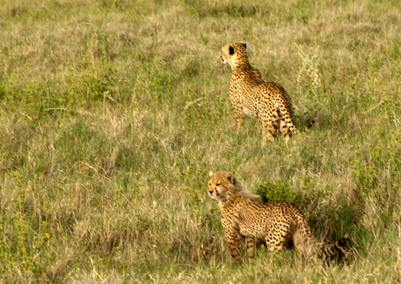 Geparden in Lewa Downs