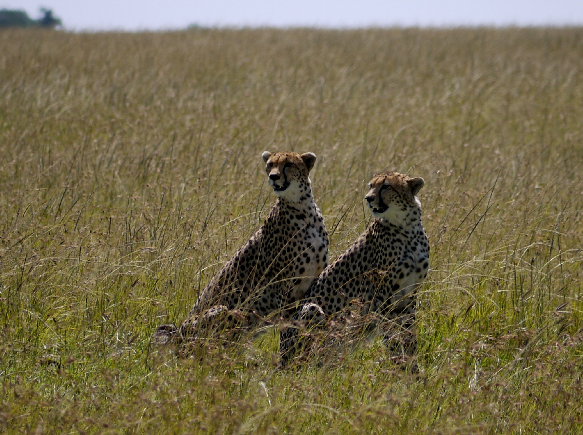 Luxus- Safari in Kenia 