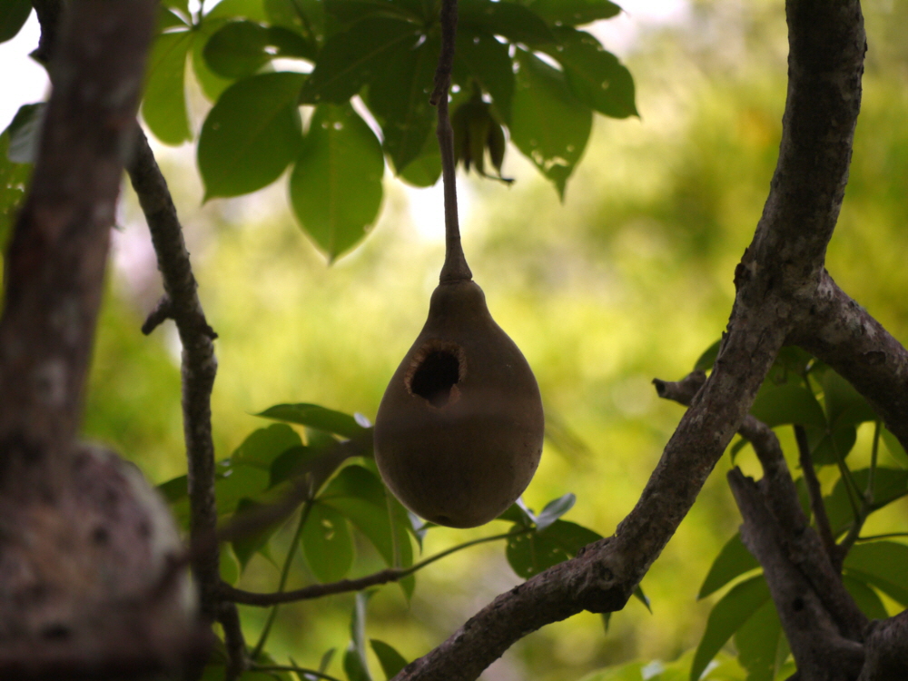 Baobab Frucht