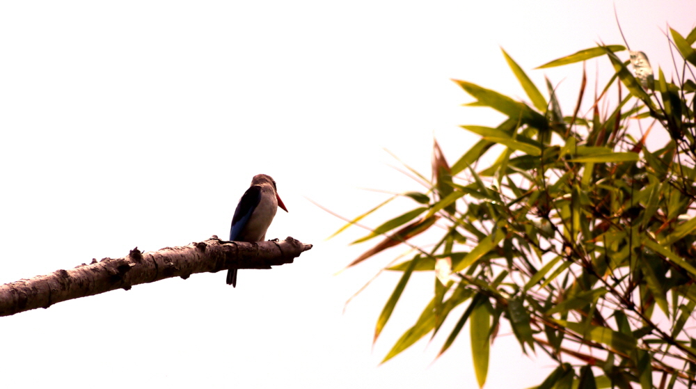 Eisvogel