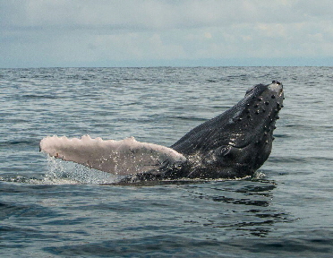copa-buckelwal-costa-rica