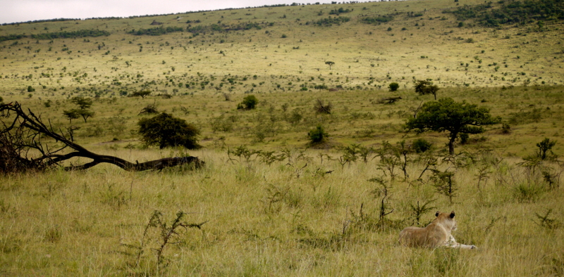 cottars-1920 safaricamp Kenia