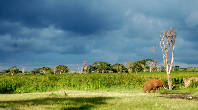 Sumpf  in Lewa Downs