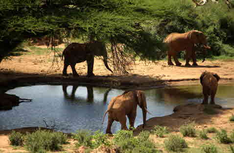 il ngwesi Lodge am Wasserloch