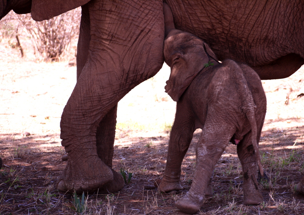 in der Samburu mit Elephant Watch Camp