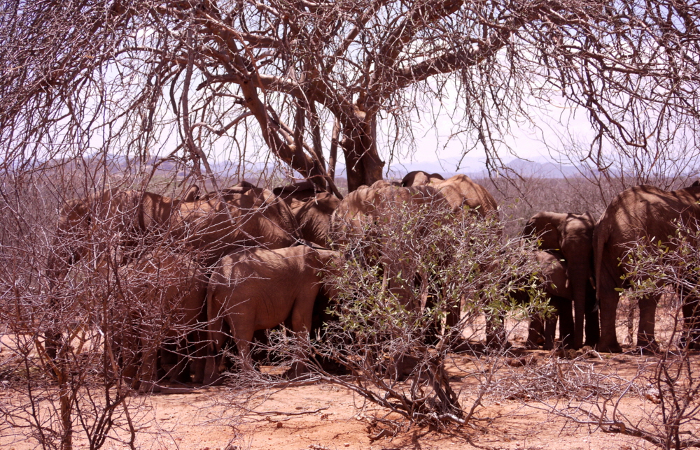 Samburu in der Hitze
