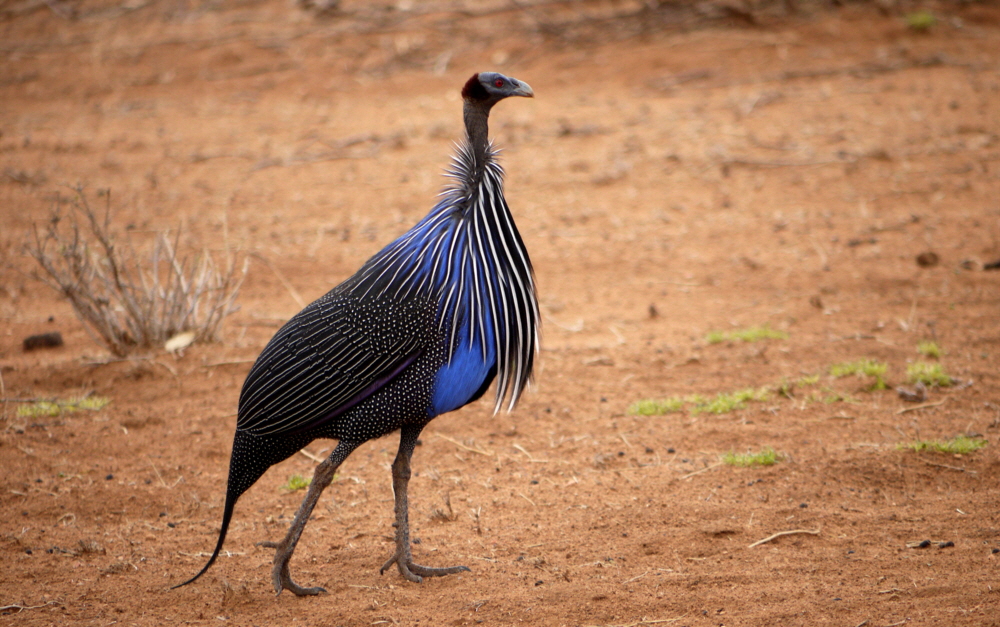 Perlhuhn in der Samburu