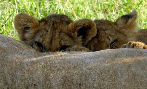 elephant-pepper-camp-msai -mara -safari