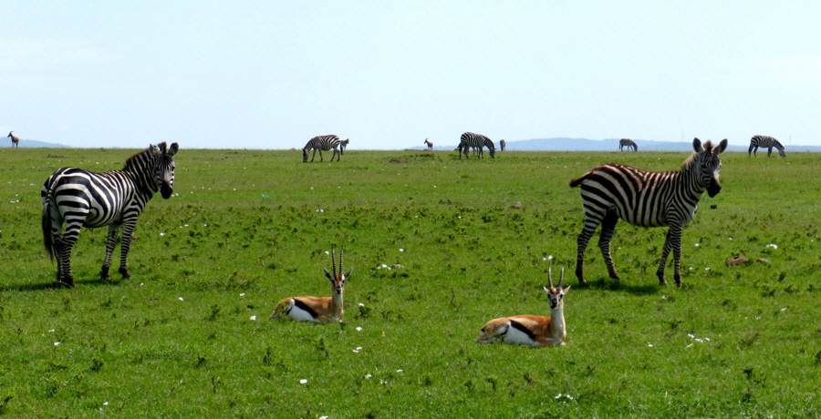 Elephant Pepper Camp Kenia 