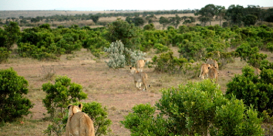 elephant-peppercamp-masaimara-kenia_0044