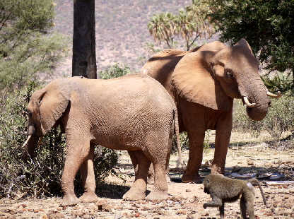 elephant-watchcamp-samburu-elefanten