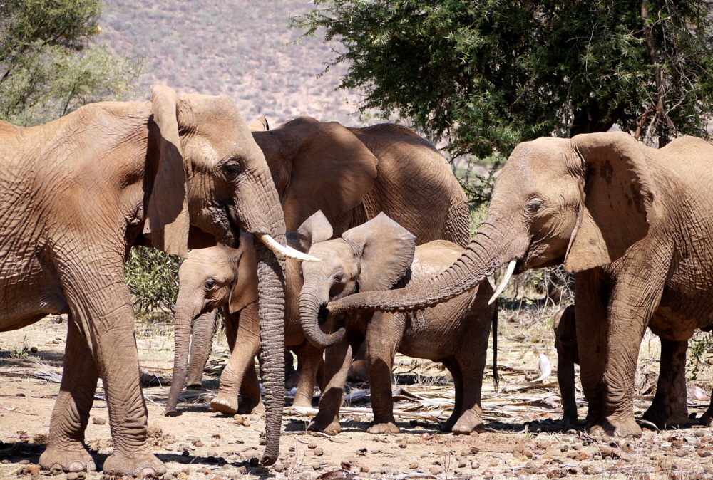 Samburu Elefantenfamilie
