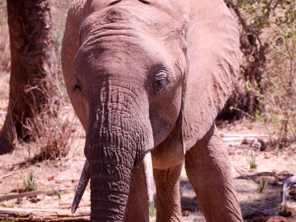 Elephant Watch Camp Kenia