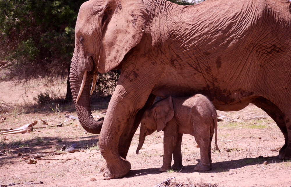 Samburu Elefanten