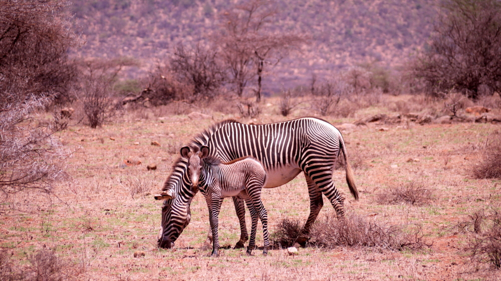 Grevyzebras