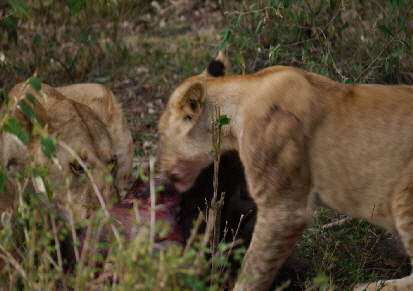  Lwen Masai Mara Safaricamp