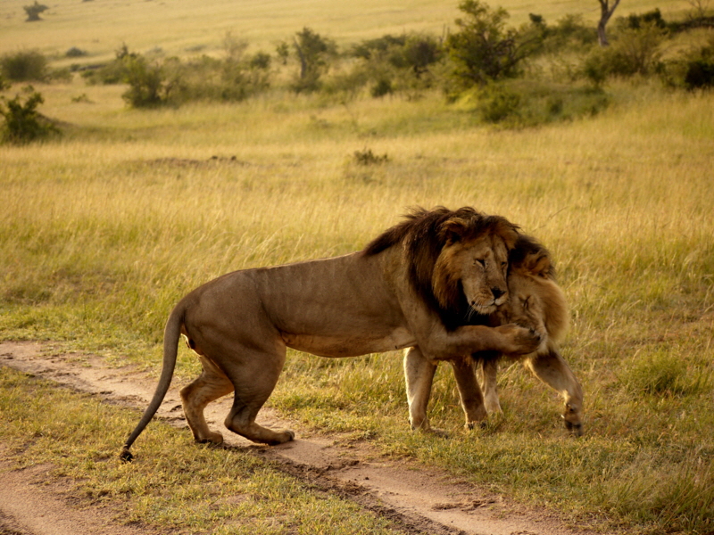 Lwenbrder Enkewa Camp- Masai Mara