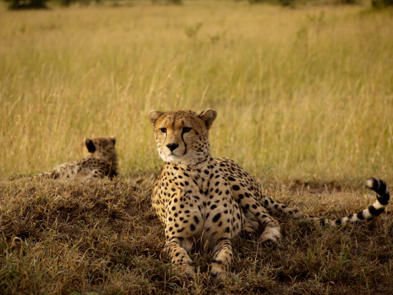 Geparden masai mara