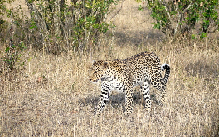 enkewacamp masaimara kenia leopard