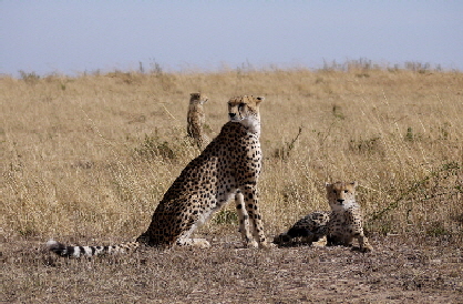 enkewacamp geparden masaimara 