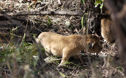 enkewacamp-loewen-geparden-masaimara_0006