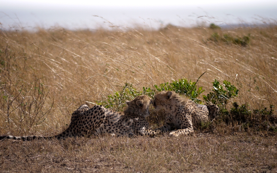 enkewacamp-loewen-geparden-masaimara_0027
