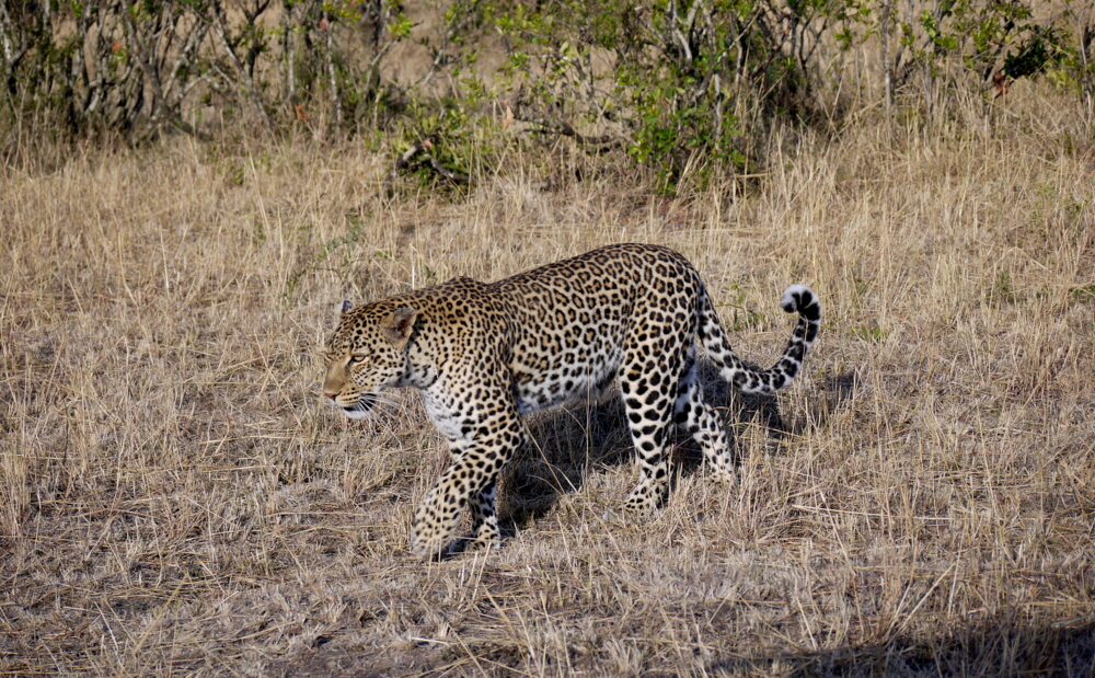Elephant Pepper Camp Kenia 