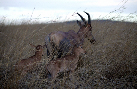 enkewacamp-masaimara-safari