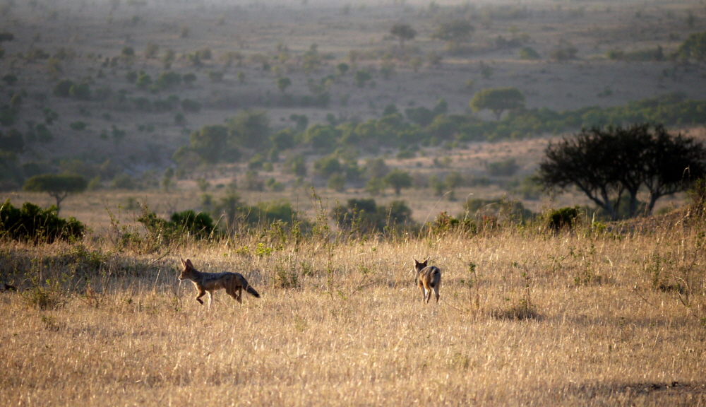 Schakale in der Mara