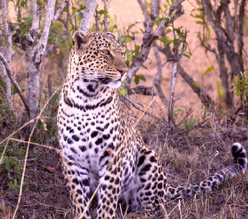 enkewacamp-masaimara-kenia