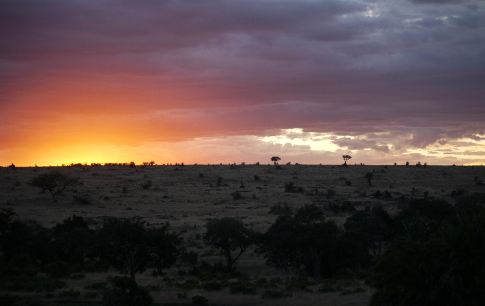 Elephant Pepper Camp Kenia  Masai Mara 