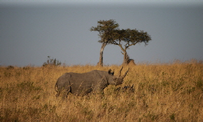 enkewacamp masaimara safari in Kenia
